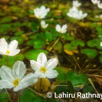 Nymphoides hydrophylla (Lour.) Kuntze